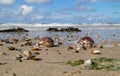 a maritime scenery with beautiful coast with Tiger Cowrie seashells wnd white clouds Royalty Free Stock Photo