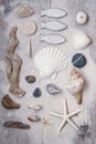Maritime Still Life With Shells