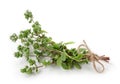 Marjoram Royalty Free Stock Photo