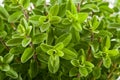 Marjoram Royalty Free Stock Photo