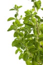 Marjoram Royalty Free Stock Photo