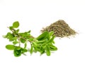 Marjoram Royalty Free Stock Photo