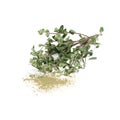 Marjoram