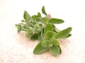 Marjoram