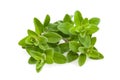 Marjoram Royalty Free Stock Photo