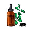 Marjoram essential oil bottle and marjoram leaves hand drawn vec