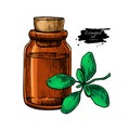 Marjoram essential oil bottle and marjoram leaves hand drawn vec