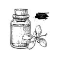 Marjoram essential oil bottle and marjoram leaves hand drawn vector illustration. Isolated plant drawing for