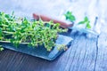 Marjoram Royalty Free Stock Photo