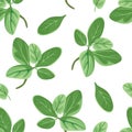 Marjoram green leaves seamless pattern. Vector illustration of fragrant herbs