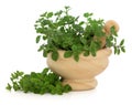 Marjoram Herb