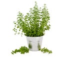 Marjoram Herb Plant