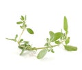 Marjoram isolated on white background Royalty Free Stock Photo