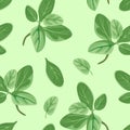 Marjoram leaves on green background seamless pattern. Vector illustration of culinary herbs