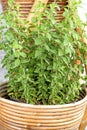 Marjoram in morning sun Royalty Free Stock Photo