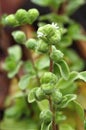 Marjoram Origanum majorana Royalty Free Stock Photo