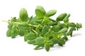 Marjoram Origanum majorana, paths