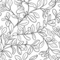 Marjoram seamless pattern