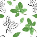 Marjoram seamless pattern. Vector color illustration of green herbs on white background.