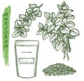 Marjoram spice and herbal seasonings, sketch herbs