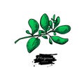 Marjoram vector hand drawn illustration. Isolated spice object.