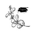 Marjoram vector hand drawn illustration. Isolated spice object.