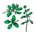 Marjoram vector hand drawn illustration set. Isolated spice obje