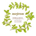 Marjoram vector set