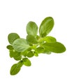 Marjoram on White Royalty Free Stock Photo