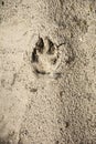 The mark of the beast on the sand. Royalty Free Stock Photo