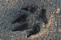 Trace on the sea sand from the animal`s paw Royalty Free Stock Photo