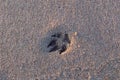 Trace on the sea sand from the animal`s paw Royalty Free Stock Photo