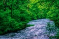 Forest river at Greer hiking trail Royalty Free Stock Photo