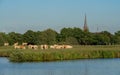 Markdal nature reserve near the city of Breda, view of grazing cows along the river Mark and the tower of the church of Ulvenhout