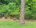 Marked Dead Pine Trees