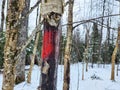 Marked tree in forest with red paint flagging. Identification Forest tracking tree. Royalty Free Stock Photo