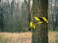 The marked tree with yellow ribbon