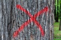 Marked trunk. Sign of red paint in the form of a cross on the bark of a diseased tree. Sanitary felling in the park Royalty Free Stock Photo