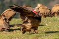 Marked young Bearded Vulture