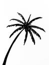 Marker hand Drawn illustration. Silhouette of coconut tree isolated on a white background.