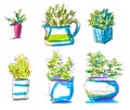 Marker illustration, sketch, set of cactus and green home plants in pots