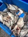 Market fish heads Royalty Free Stock Photo