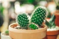 Market of flowers, mini cactus in pots shelves sold