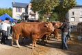 Market with French Limousin cows and bulls