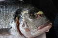 Market frozen silver sea bream raw uncooked fish close up macro head shot