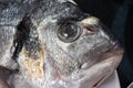 Market frozen silver sea bream raw uncooked fish close up macro head shot Royalty Free Stock Photo