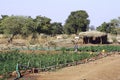 Market garden crops in Burkina Faso