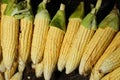 Market stall with corn cobs. Sweet corn sale in fresh market. Royalty Free Stock Photo