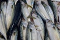 Mackerel at Rialto Fish Market by the grand canal Venice Italy Royalty Free Stock Photo