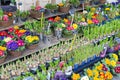 Market stand selling several fresh Dutch flowers